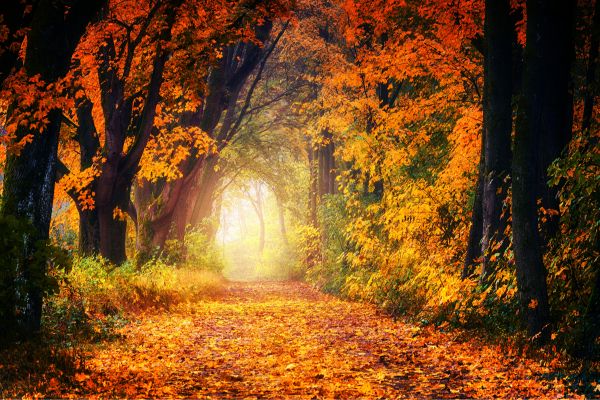 Fall Foliage Photography Tips